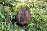 Moose und Farne ohne Ende