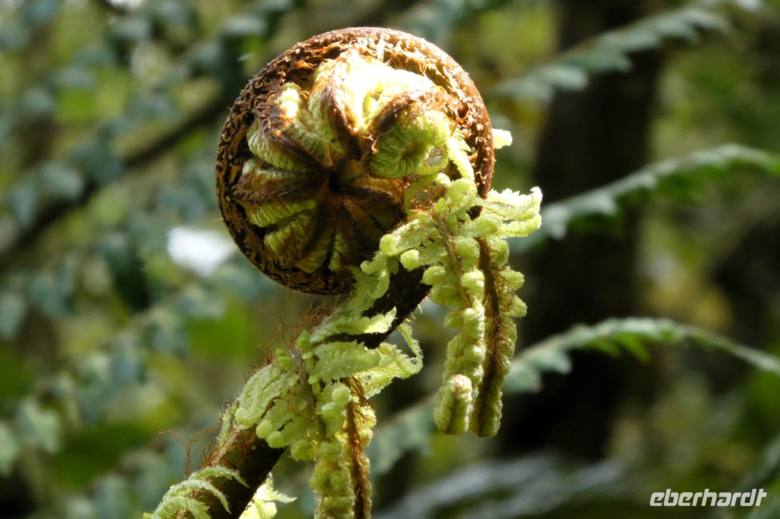 ein Farnblatt rollt sich auf - ein 