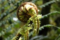 ein Farnblatt rollt sich auf - ein 