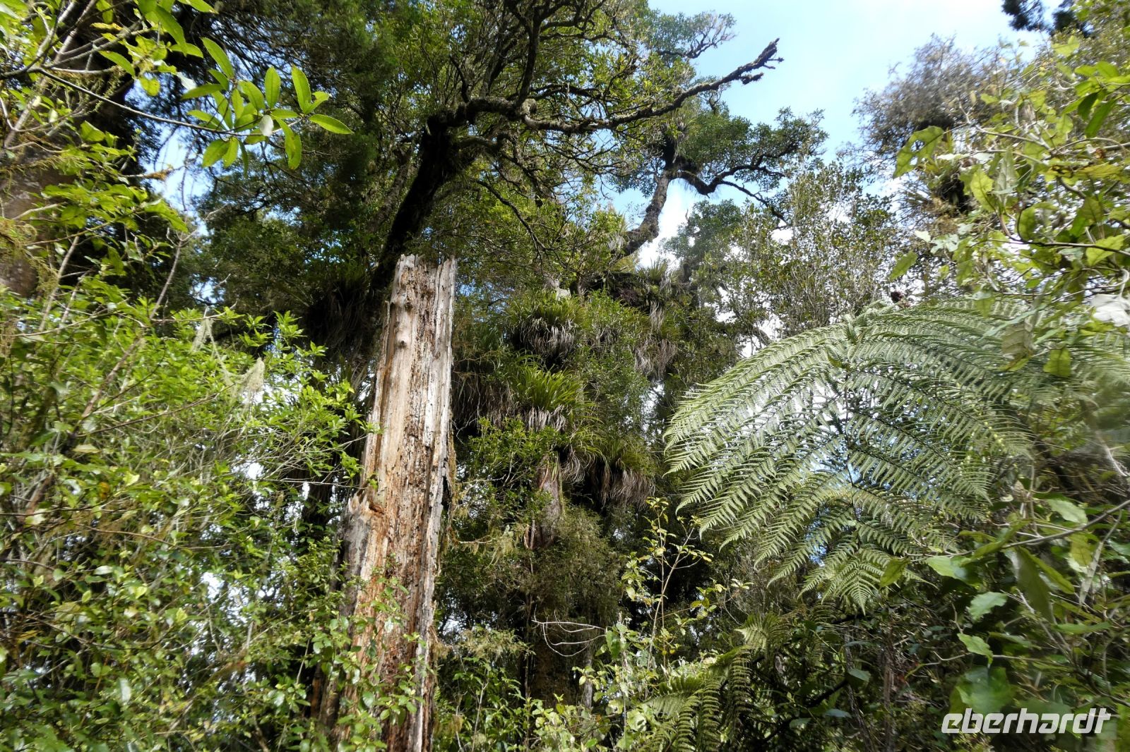 hohe Stämme ans Licht