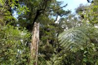 hohe Stämme ans Licht