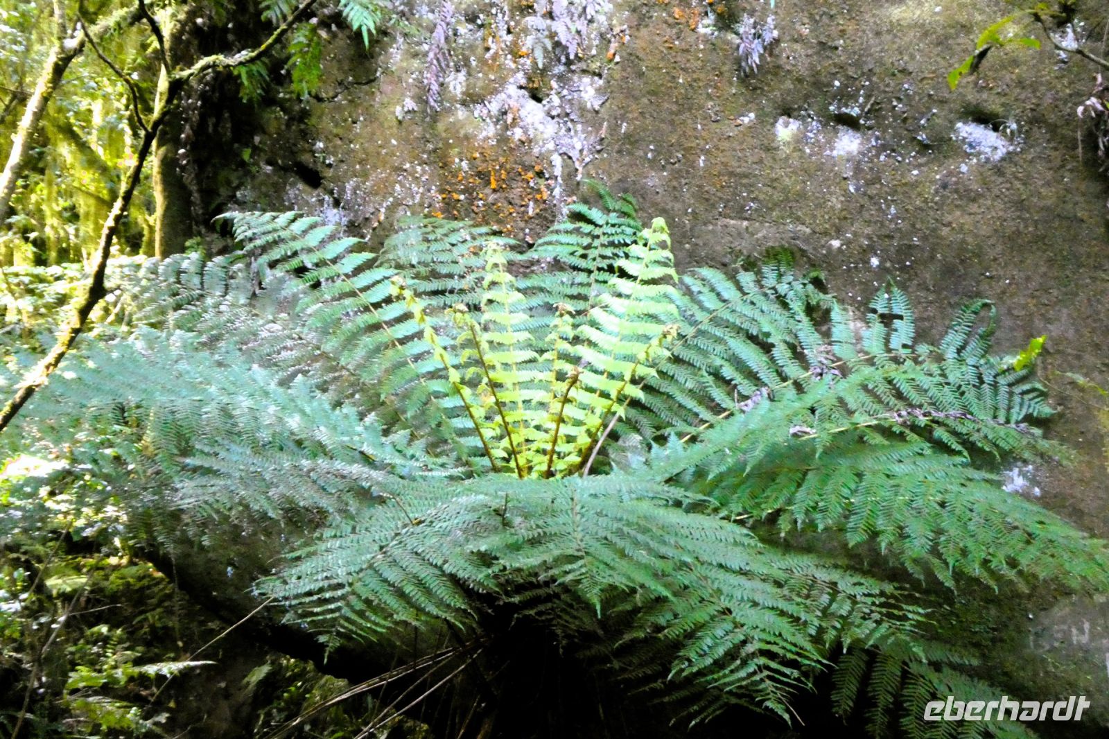 noch ein Farn