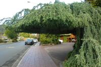 praktisches Regendach?