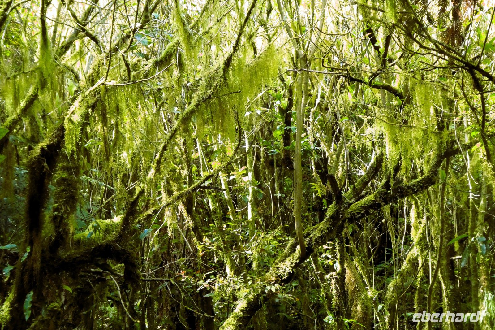 wieder anderes Grün