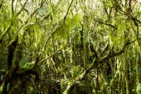 wieder anderes Grün