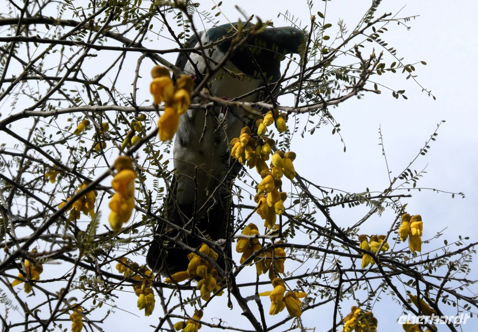 Neuseeländische Taube