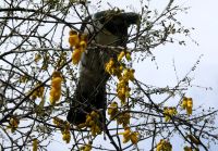 Neuseeländische Taube