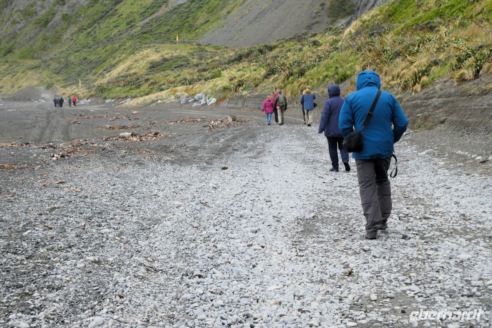 wo sind die Seebären?