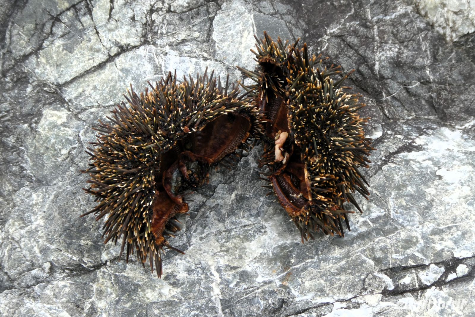 es war mal ein Seeigel