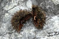 es war mal ein Seeigel