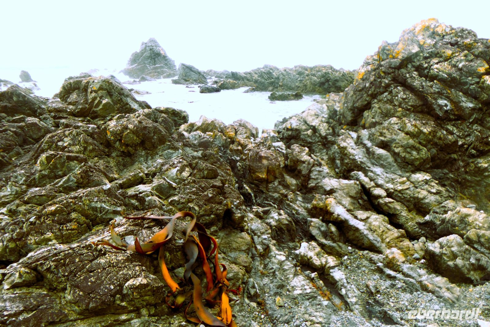 schöne Felsen und Seetang