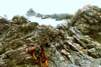 schöne Felsen und Seetang