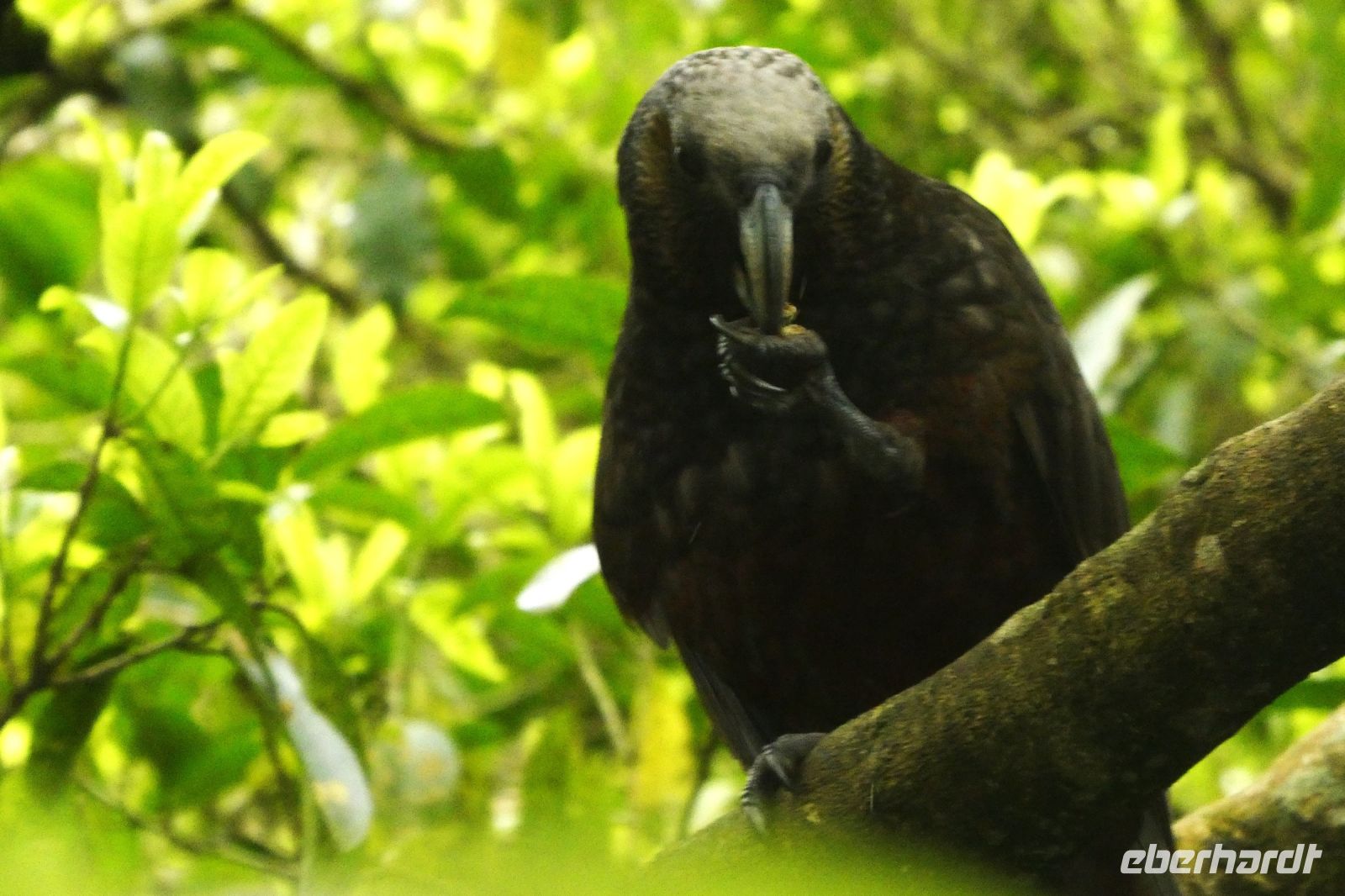 Fütterung der Kakas