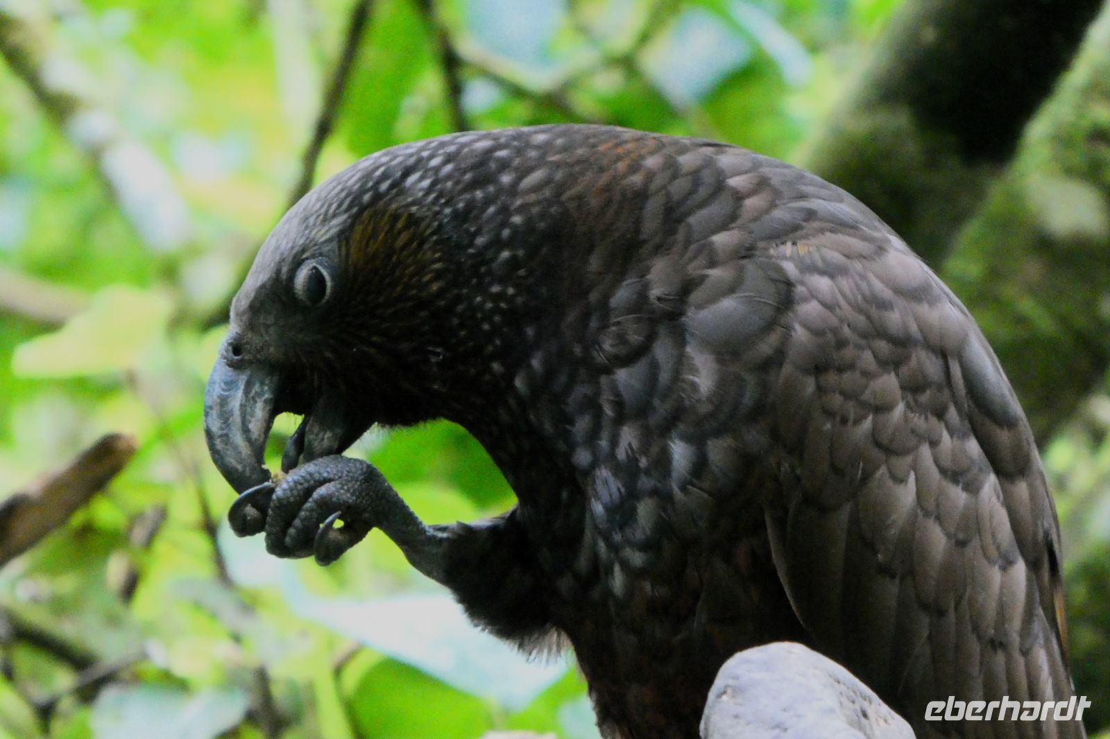 nicht mal in Ruhe fressen kann man!