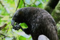 nicht mal in Ruhe fressen kann man!