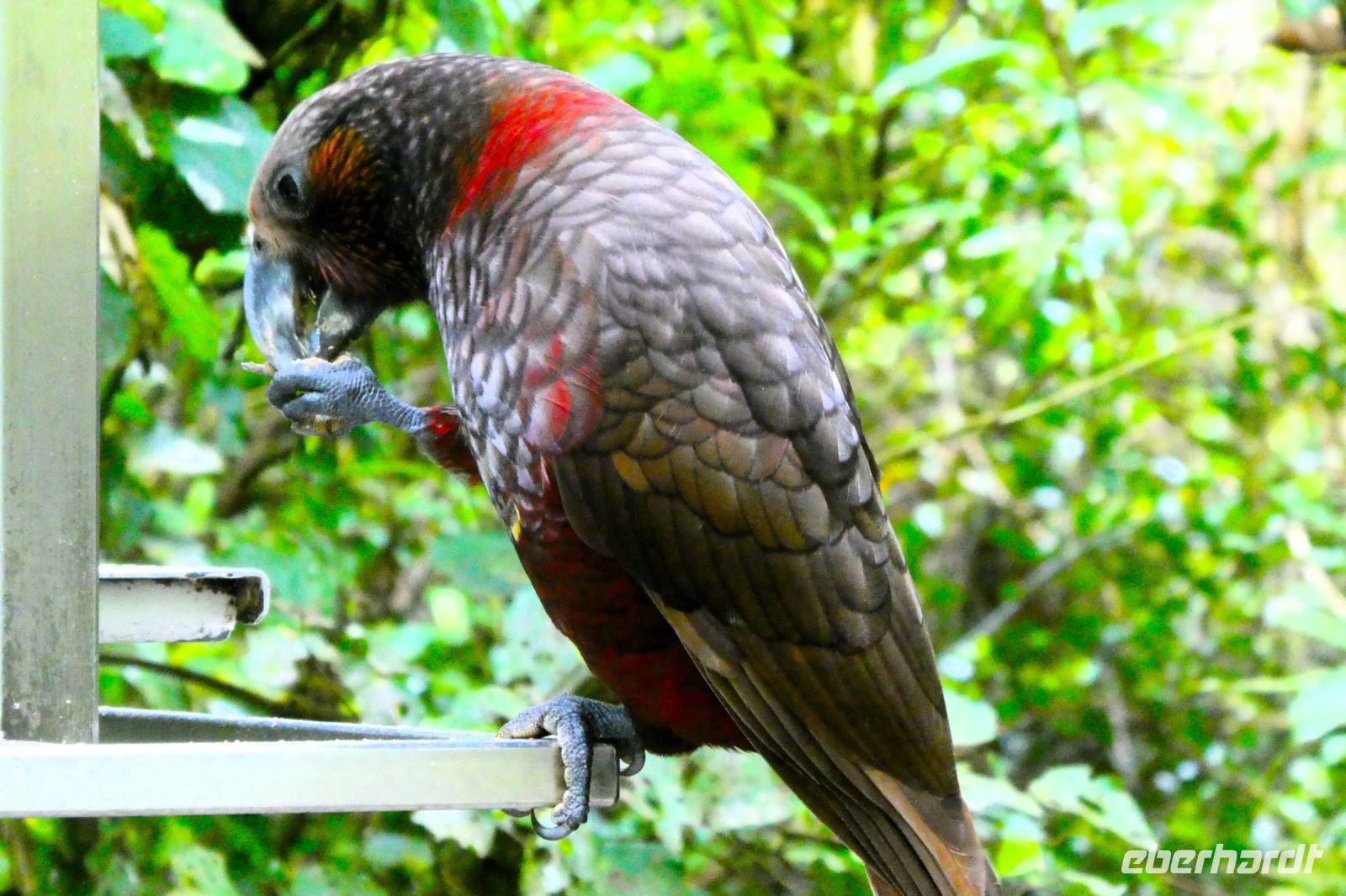 ich bin besonders hübsch!