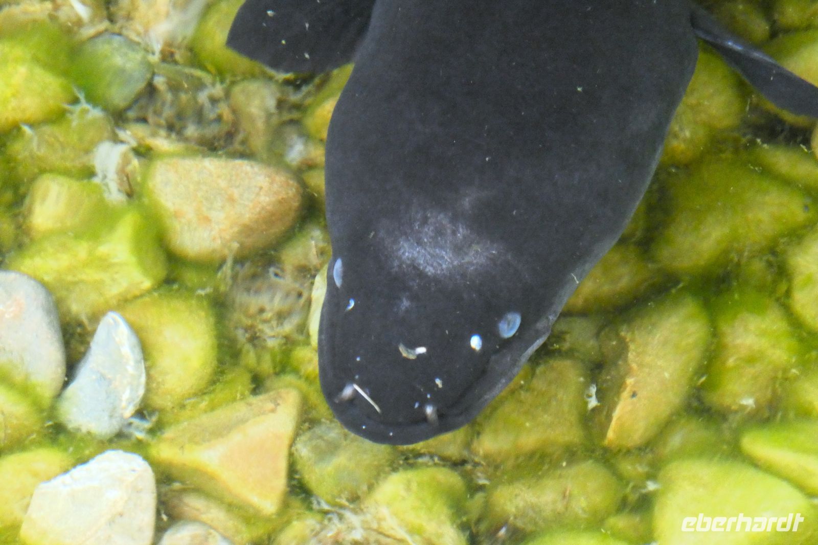 Neuseeländischer Langflossenaal