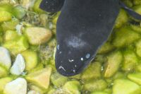 Neuseeländischer Langflossenaal