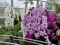 3. Reisetag – Stadtrundfahrt in Singapur – Nationaler Orchideengarten