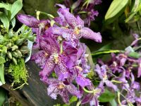 3. Reisetag – Stadtrundfahrt in Singapur – Nationaler Orchideengarten