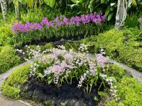 3. Reisetag – Stadtrundfahrt in Singapur – Nationaler Orchideengarten