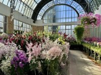 4. Reisetag – Ankunft in Auckland in Neuseeland – Auckland Domain – Wintergarten