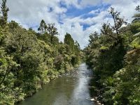 5. Reisetag – Von Auckland nach Paihia – Fotostopp an einem Kauri-Wald