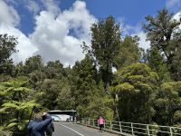 5. Reisetag – Von Auckland nach Paihia – Fotostopp an einem Kauri-Wald