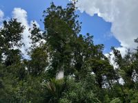 5. Reisetag – Von Auckland nach Paihia – Fotostopp an einem Kauri-Wald