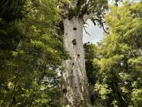 5. Reisetag – Von Auckland nach Paihia – Waipoua Kauri Forest – Tane Mahuta, der Herr des Waldes