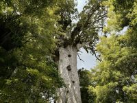 5. Reisetag – Von Auckland nach Paihia – Waipoua Kauri Forest – Tane Mahuta, der Herr des Waldes