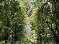 5. Reisetag – Von Auckland nach Paihia – Waipoua Kauri Forest – Tane Mahuta, der Herr des Waldes