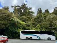 5. Reisetag – Von Auckland nach Paihia – Waipoua Kauri Forest – Tane Mahuta, der Herr des Waldes