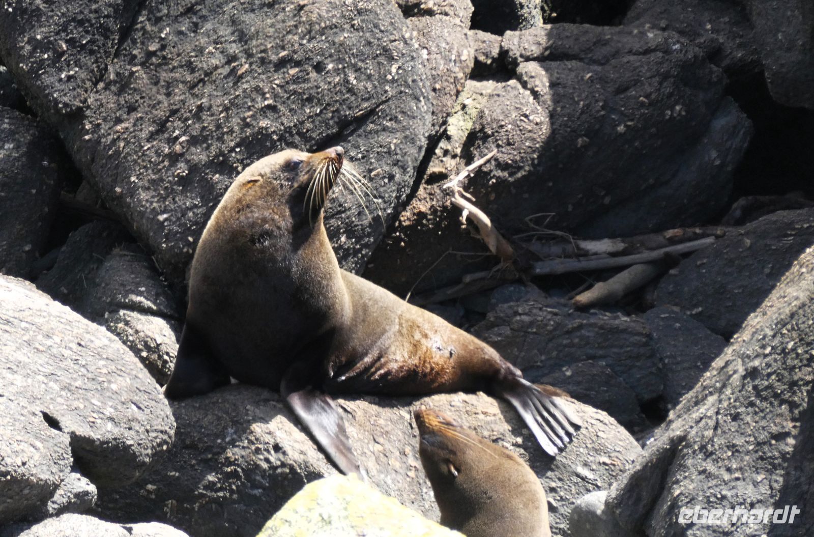 Seebärenkolonie von Tauranga