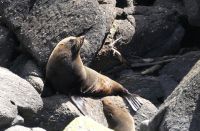 Seebärenkolonie von Tauranga