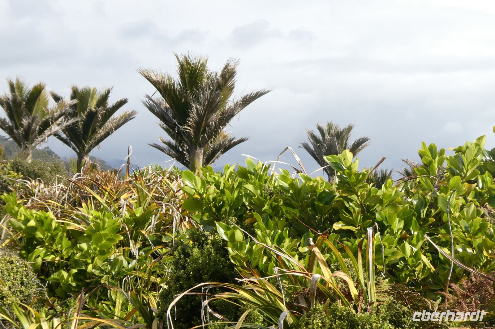 Nikaupalmen und Flachs