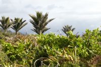 Nikaupalmen und Flachs