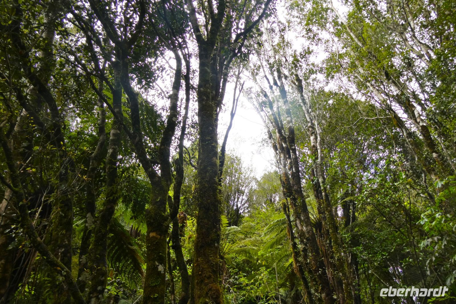 Spaziergang im Westküstenwald