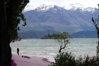 einsamer Wanderer - einsamer Baum