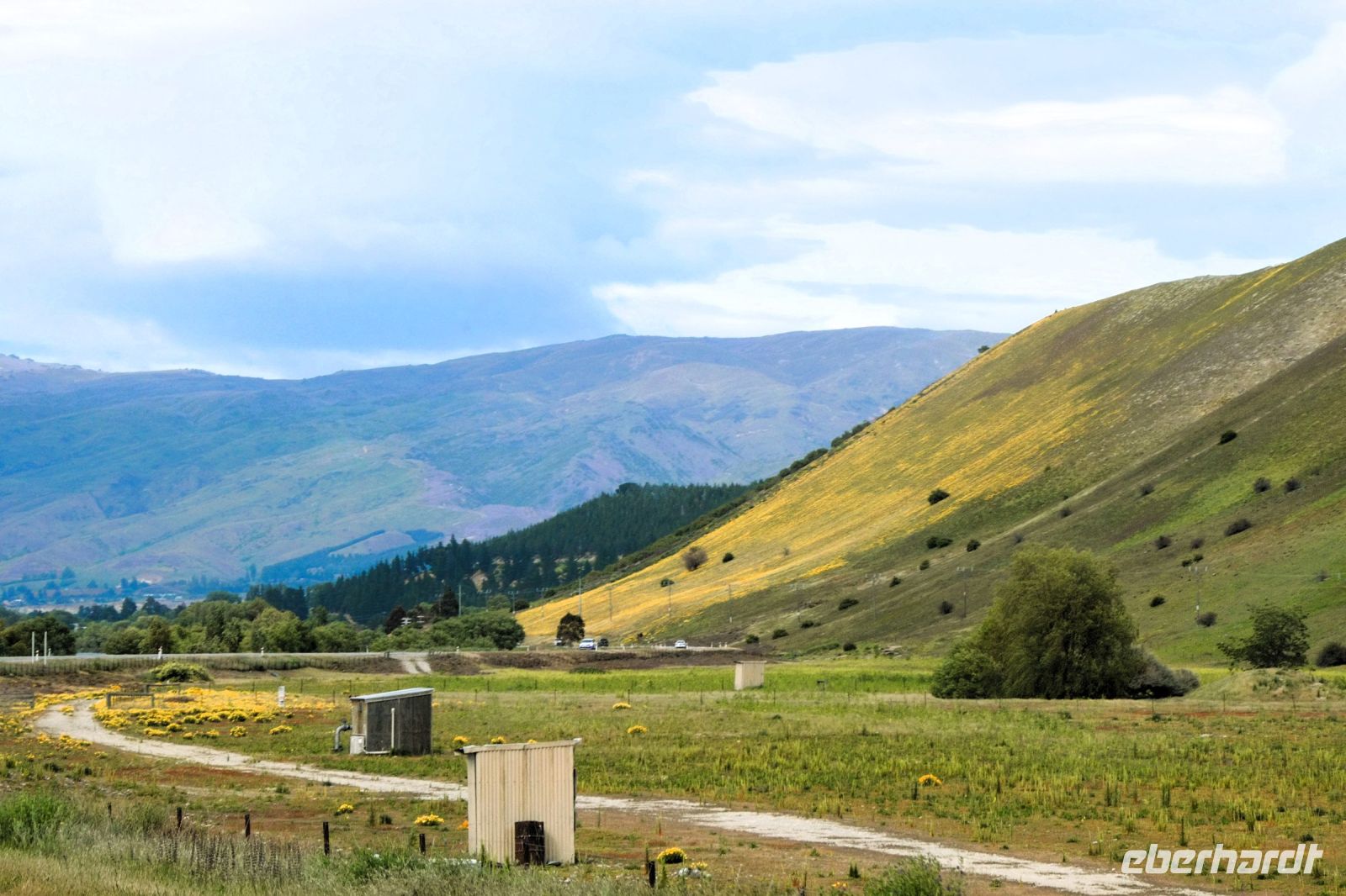 gelbe Hänge im Frühjahr