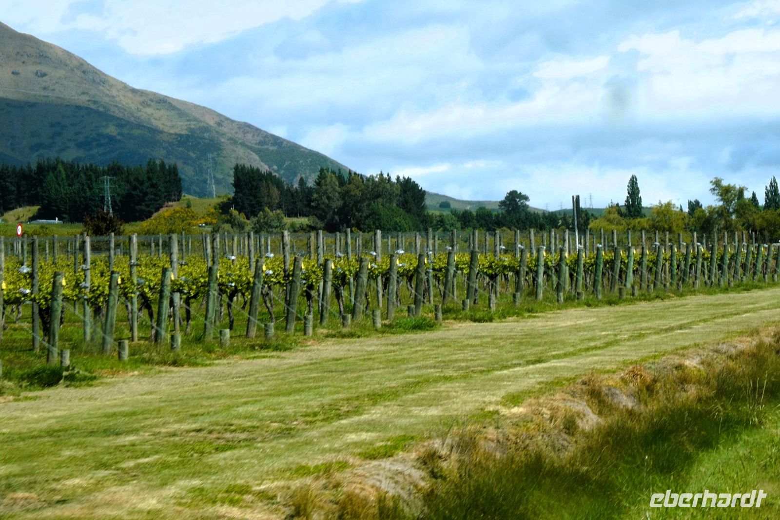 Weinanbau am Wegesrand