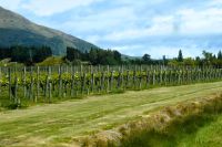 Weinanbau am Wegesrand