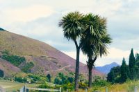 wilder Thymian soweit das Auge reicht