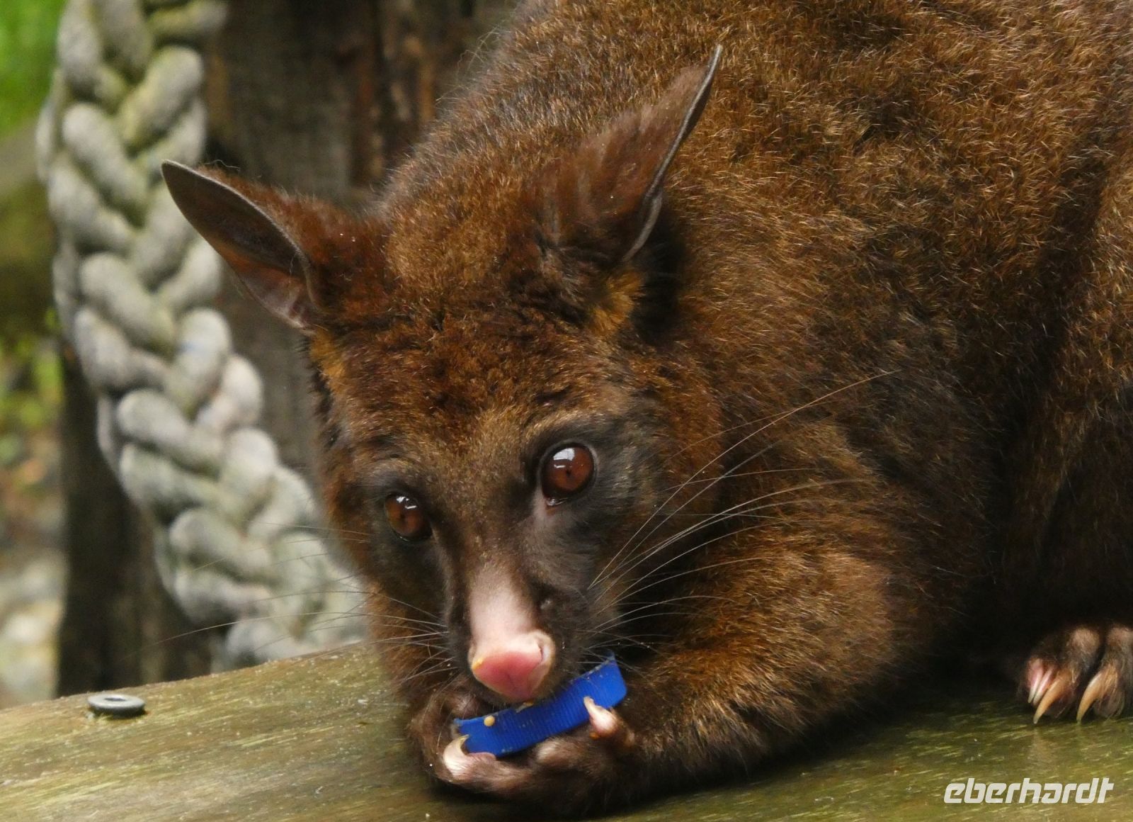Ich mag Vogeleier und kleine Vögel! Mein Verhängnis! Ich bin ein Possum! (Fuchskusu)