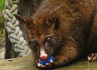 Ich mag Vogeleier und kleine Vögel! Mein Verhängnis! Ich bin ein Possum! (Fuchskusu)