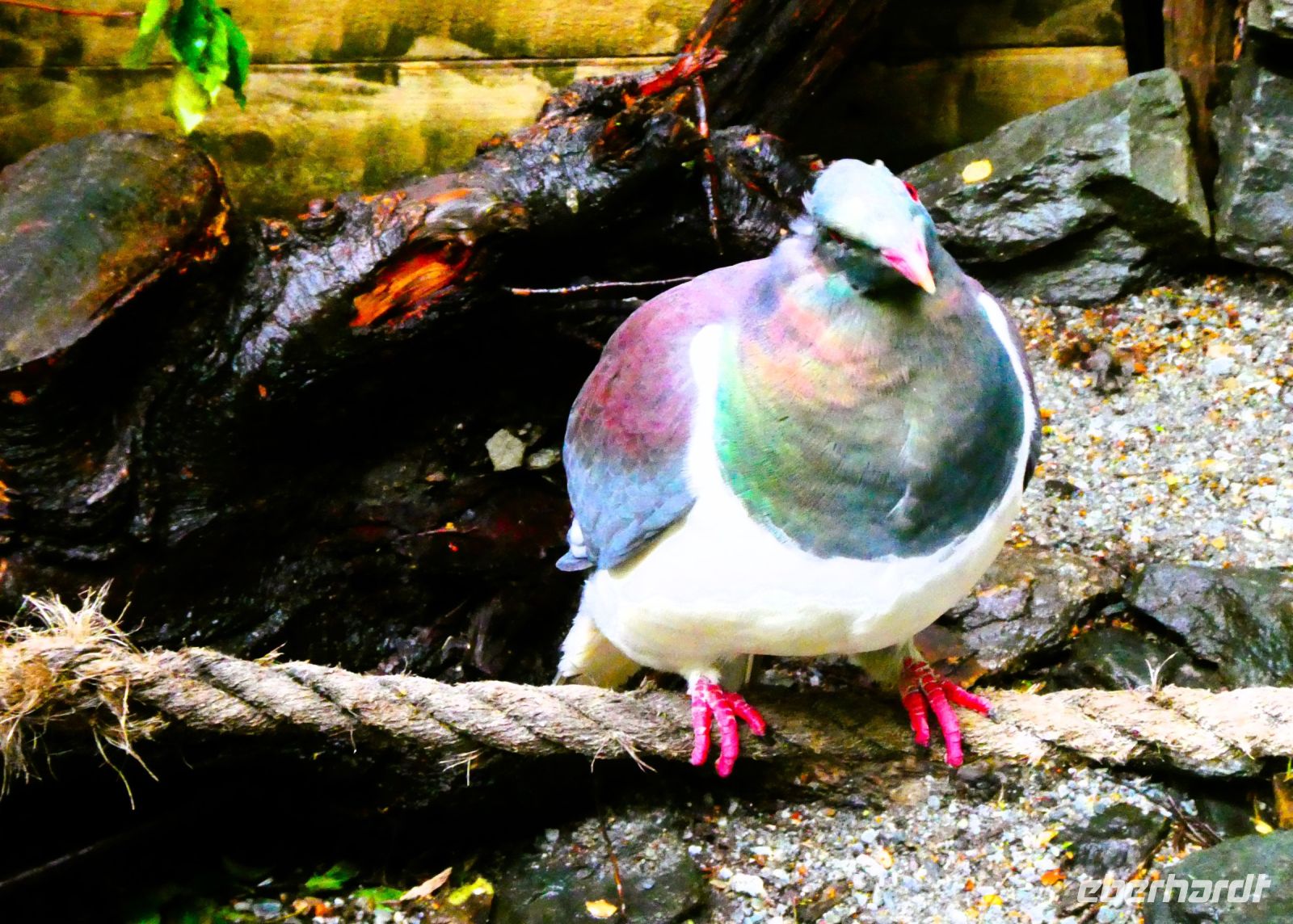 neuseeländische Taube