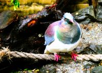 neuseeländische Taube