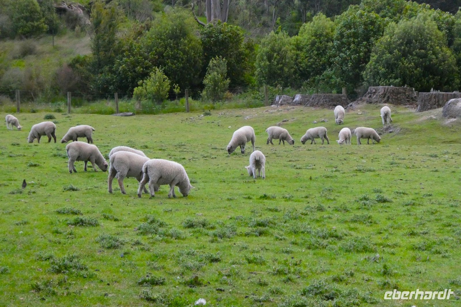 saftiges Grün für die Wolle