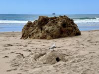 8. Reisetag – Erkundung der Coromandel-Halbinsel – Aufenthalt am Hot Water Beach