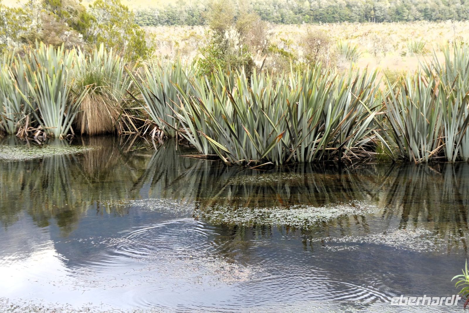 Ufer des Spiegelsees